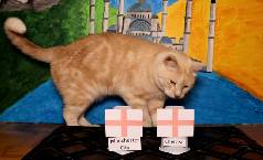 Mèo tiên tri dự đoán Man City vs Chelsea, 2h ngày 30/5